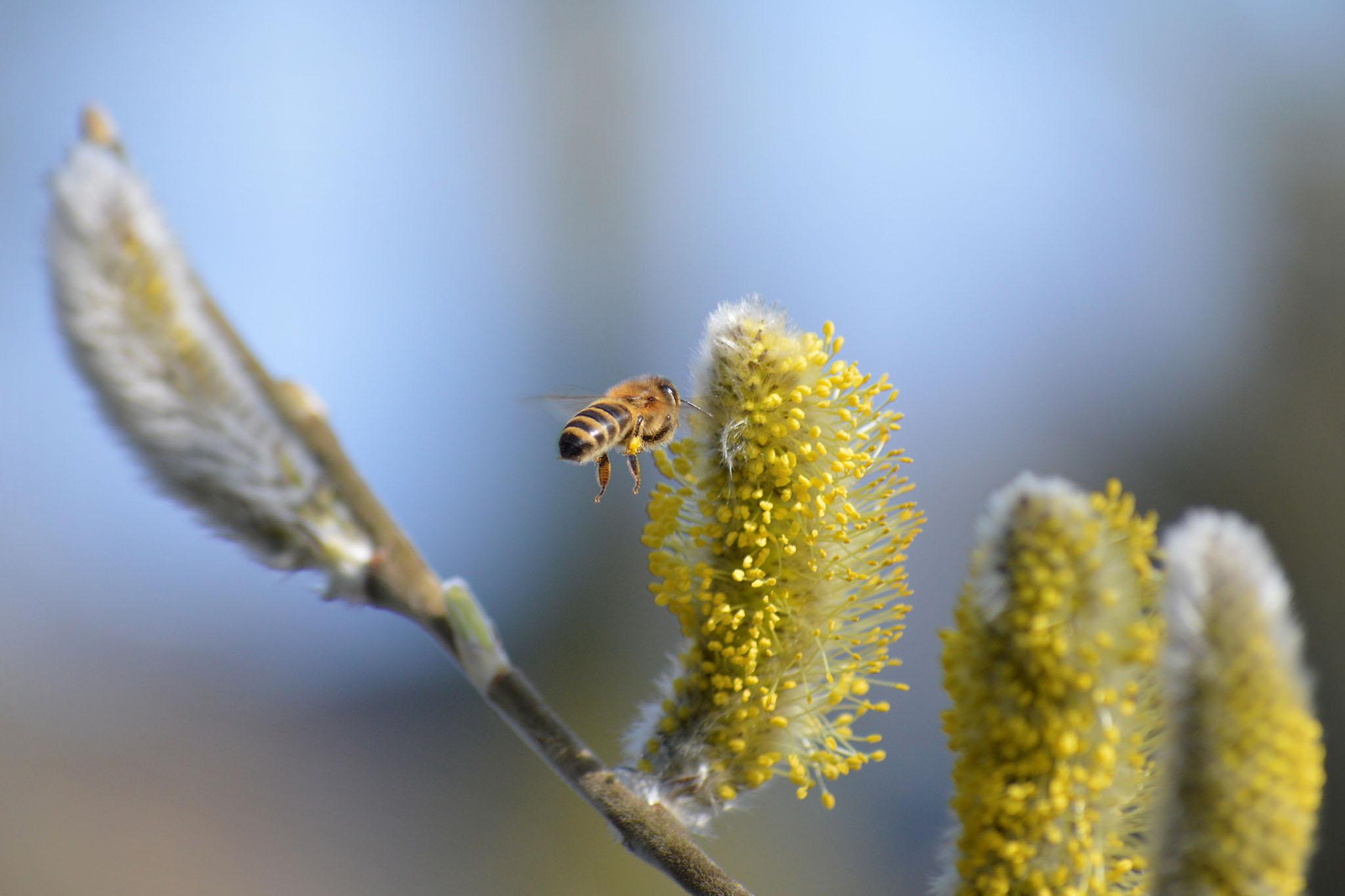 A bee hovering before a flower