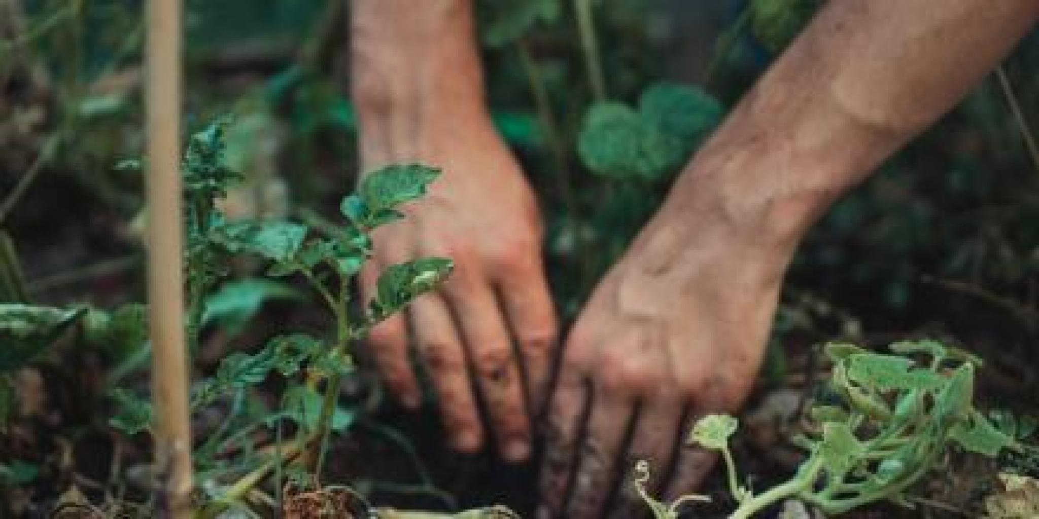Image of hands gardening by Jonathan Kemper on Unsplash https://unsplash.com/photos/4z3lnwEvZQw