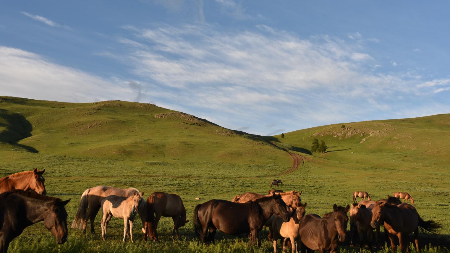Mongolian highlands